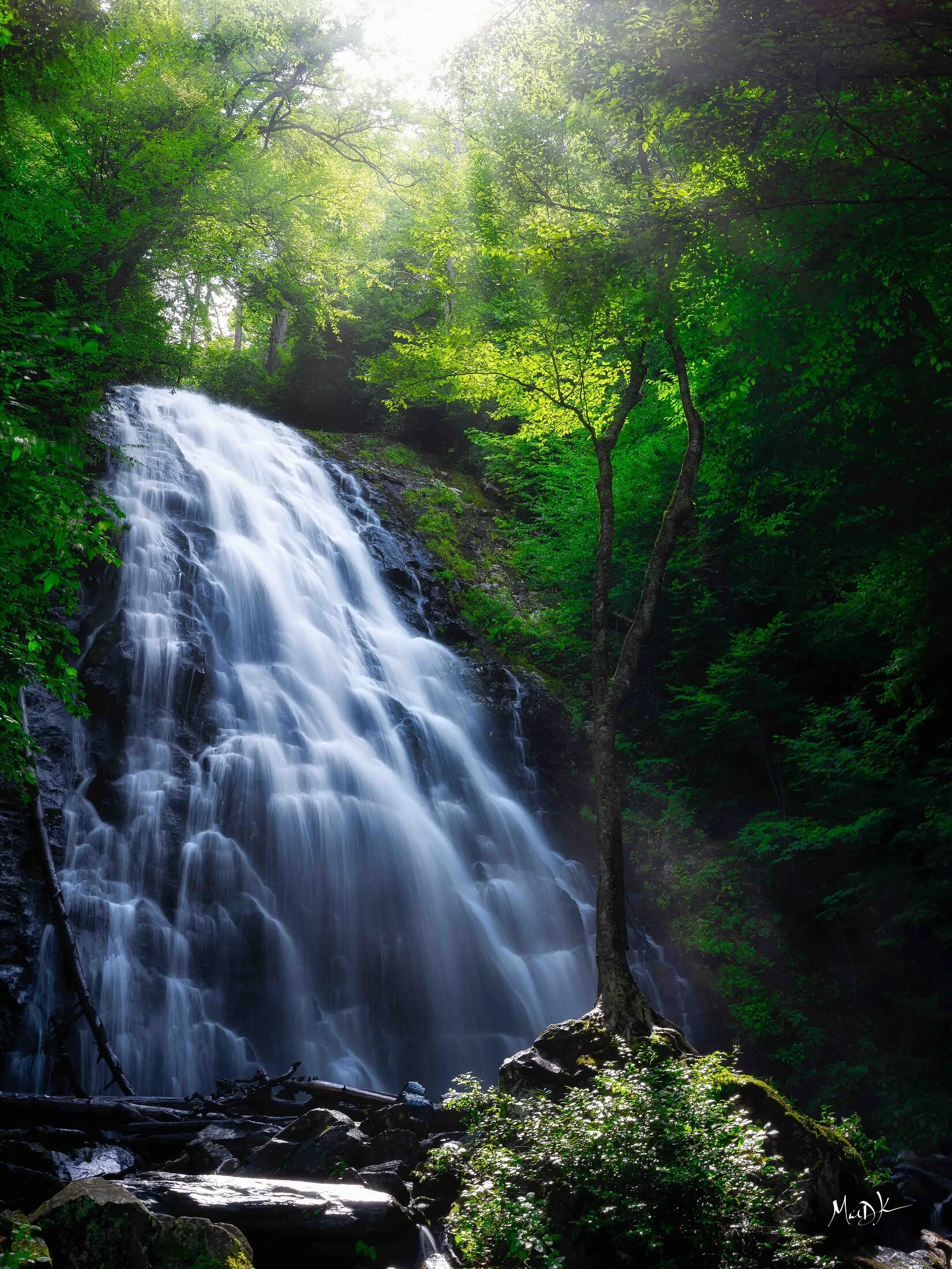 Waterfall in deep forest light